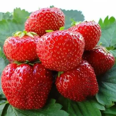 Клубника ВИМА ЗАНТА в Жлобине