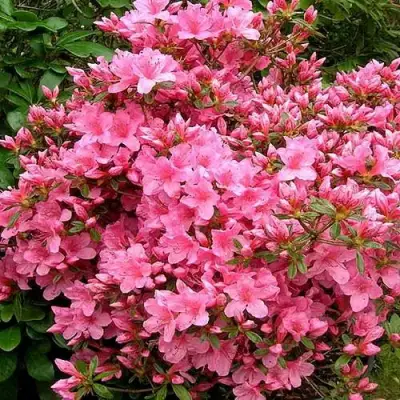 Азалия РОКОКО японская в Жлобине