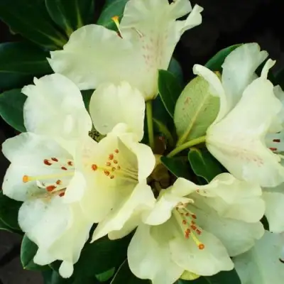 Рододендрон ГОЛДКРОН в Жлобине