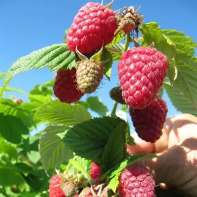 Малина ЕВРАЗИЯ в Жлобине