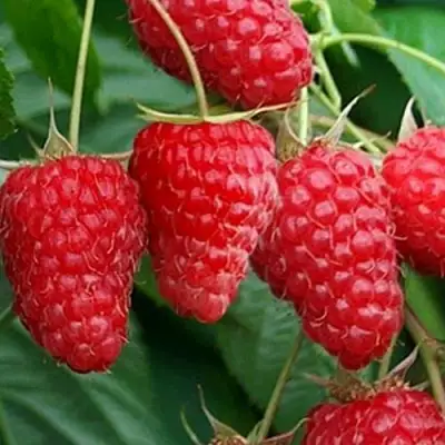 Малина КАСКАД ДЕЛАЙТ в Жлобине