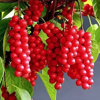 Лимонник САДОВЫЙ 1 китайский  в Жлобине