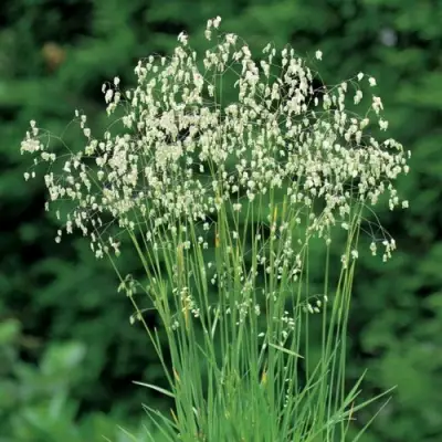 Трясунка средняя в Жлобине