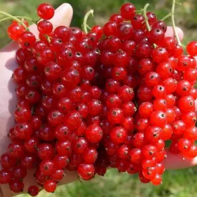 Смородина красная РЕД ПУЛ в Жлобине