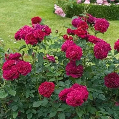 Роза МАНСТЕД ВУД английская в Жлобине