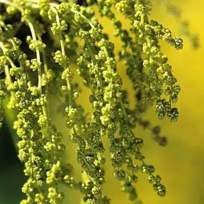 Дуб скальный в Жлобине