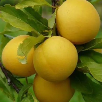 Слива СОЛНЫШКО в Жлобине