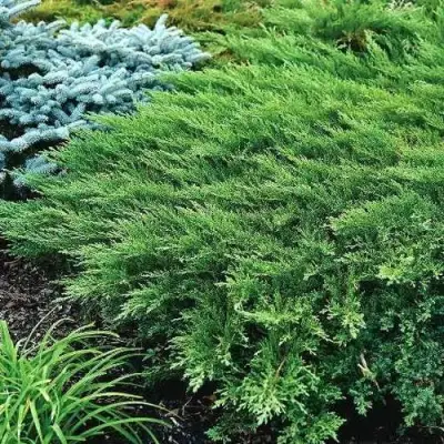 Можжевельник РОКЕРИ ДЖЕМ казацкий  в Жлобине