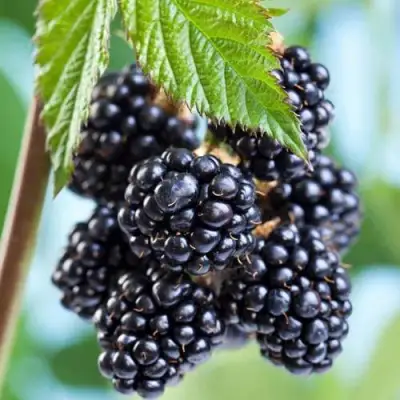 Ежевика БЛЭК САТИН бесшипная  в Жлобине