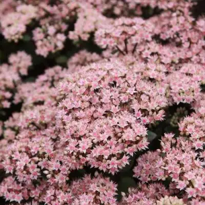 Очиток (седум) МАТРОНА в Жлобине