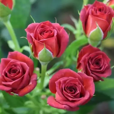 Роза ЧОКОЧИНО спрей в Жлобине