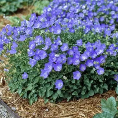 Колокольчик САНТА карпатский в Жлобине