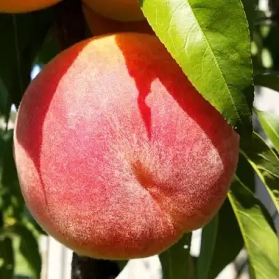 Персик ВАЙН ГОЛД Т3 в Жлобине