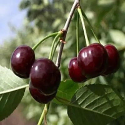 Вишня ВЛАДИМИРСКАЯ в Жлобине