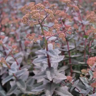 Очиток (седум) РЭЙН КСЕНОКС видный в Жлобине