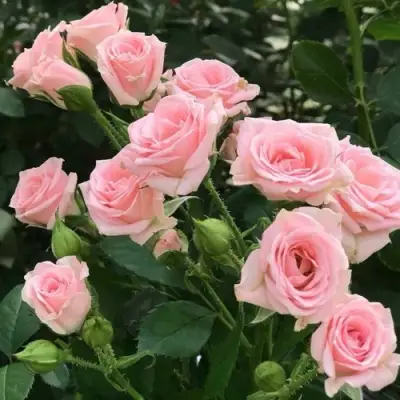 Роза КЛАССИК ЛИДИЯ спрей в Жлобине