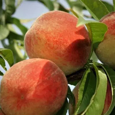 Персик ВУЛКАН в Жлобине