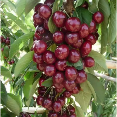 Вишня КОРОЛЕВА колонновидная в Жлобине