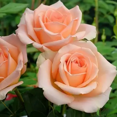 Роза ВЕРСИЛИЯ чайно-гибридная в Жлобине