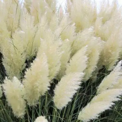 Кортадерия белая (пампасная трава) в Жлобине