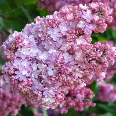 Сирень ПАМЯТЬ О ВЕХОВЕ в Жлобине