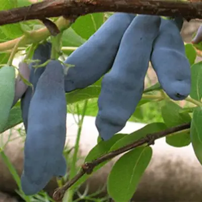 саженцы жимолости Ленинградский великан