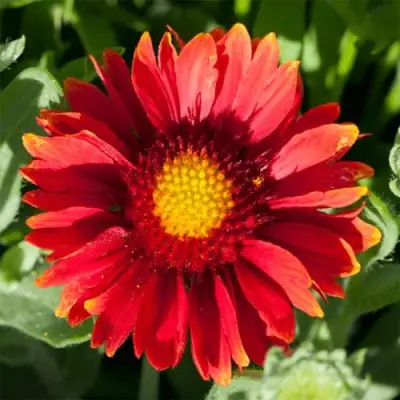 Гайлардия АРИЗОНА РЕД ШЕЙДС в Жлобине