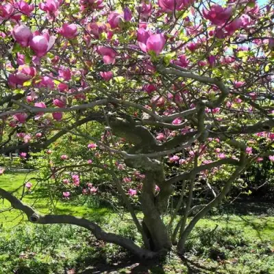 Магнолия СУЛАНЖА в Жлобине