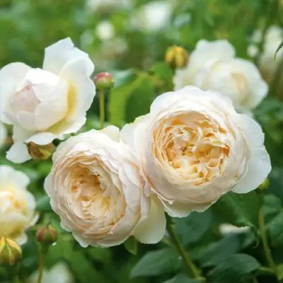 Роза КЛЭР ОСТИН английская в Жлобине