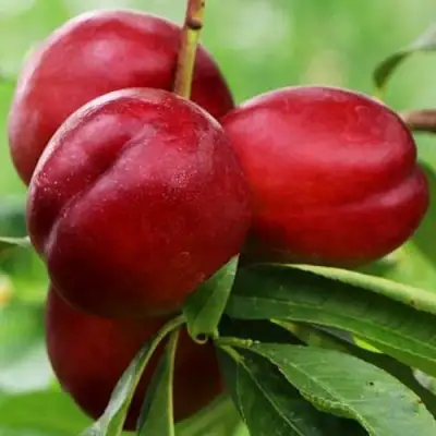 Нектарин КРЫМЧАНИН в Жлобине