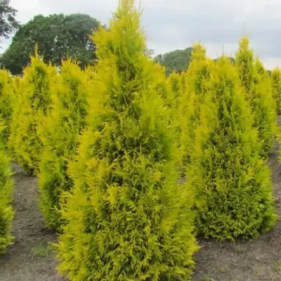 Туя САНКИСТ западная в Жлобине