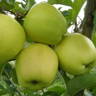 Яблоня КОШТЕЛЯ в Жлобине