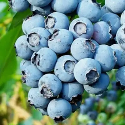 Голубика БРИГИТТА БЛЮ в Жлобине