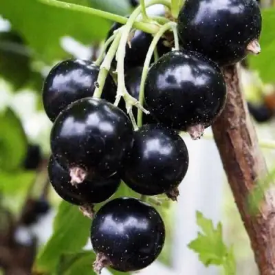 Смородина чёрная ДЕЛИКАТЕСНАЯ в Жлобине