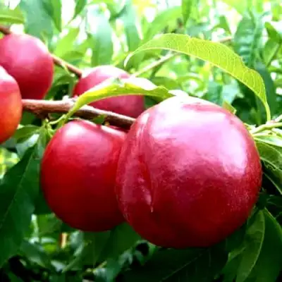 Нектарин ХАРКО в Жлобине