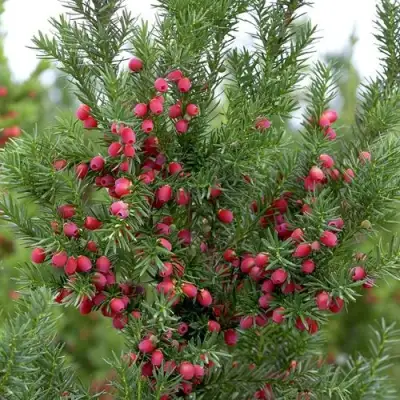 Тис ХИКСИ средний в Жлобине