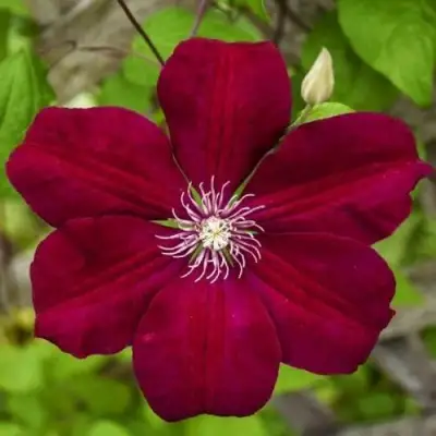 Клематис РУЖ КАРДИНАЛ в Жлобине