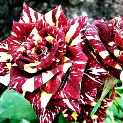 Роза ФОКУС ПОКУС флорибунда в Жлобине