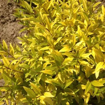 Бирючина АУРЕА обыкновенная в Жлобине