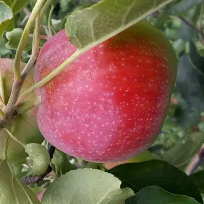 Яблоня АЛЬВА в Жлобине