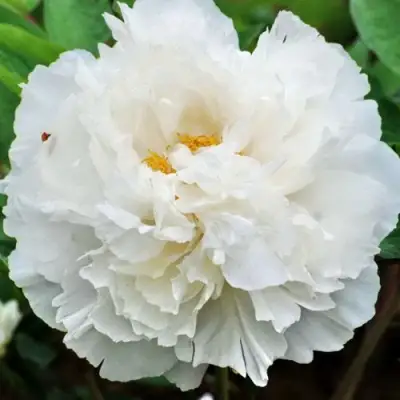 Пион БЕЛЫЙ СНЕГ древовидный в Жлобине