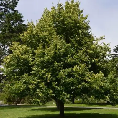 Липа сердцевидная в Жлобине