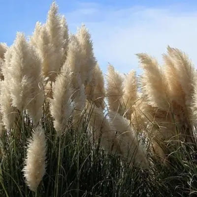 Кортадерия белая (пампасная трава) в Жлобине