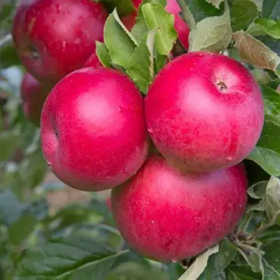 Яблоня РОЖДЕСТВЕНСКОЕ в Жлобине