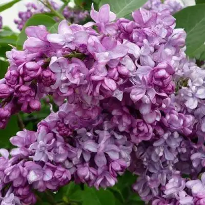 Сирень ГЕНЕРАЛ ПЕРШИНГ в Жлобине