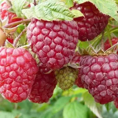 Малина ПОЛЬКА (ПОЛКА) в Жлобине