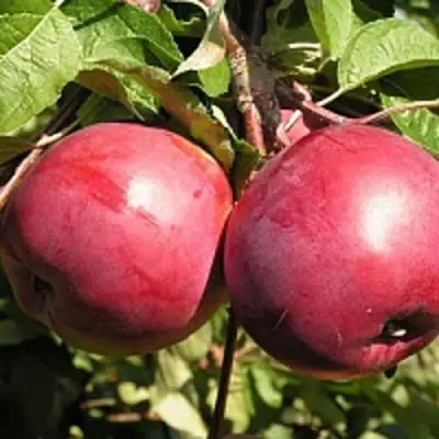 Яблоня ДАРУНАК в Жлобине