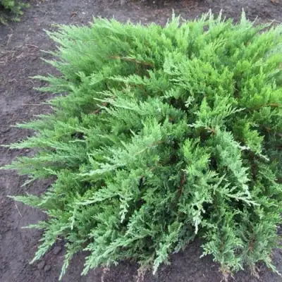 Можжевельник ТАМАРИСЦИФОЛИЯ казацкий  в Жлобине