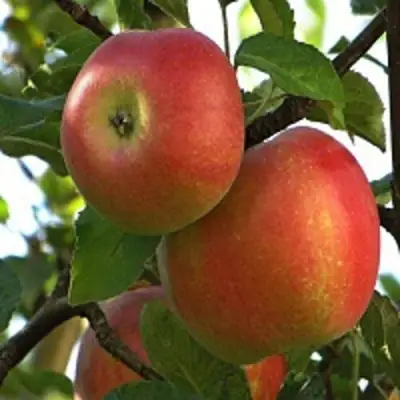 Яблоня ПЕРСИКОВАЯ в Жлобине