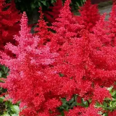 Астильба ЭТНА Арендса в Жлобине